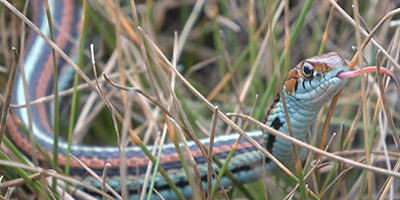 San Jose snake